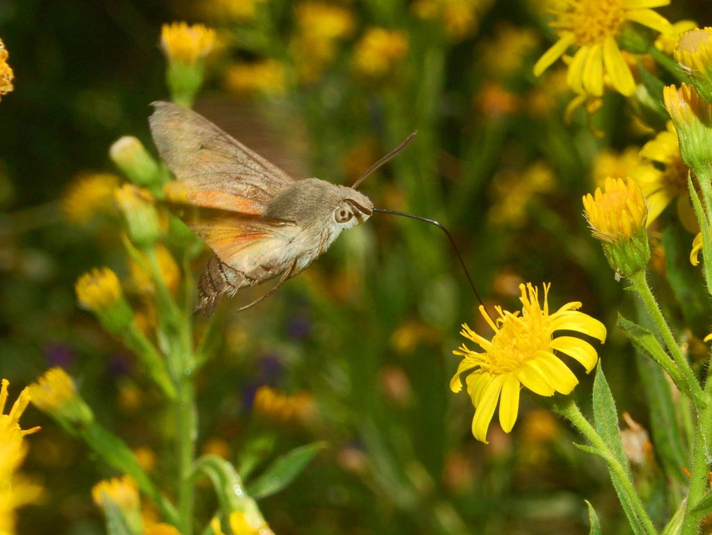 Macroglossum stellatarum in volo